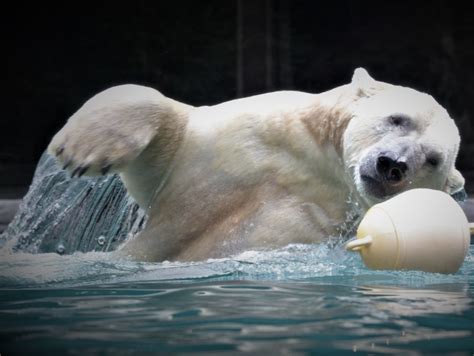 Il a ajouté une image d'ours polaire sur une image de pla … ge. Frédéric Ours Polaire Sur Une Image De Plage - Pewter