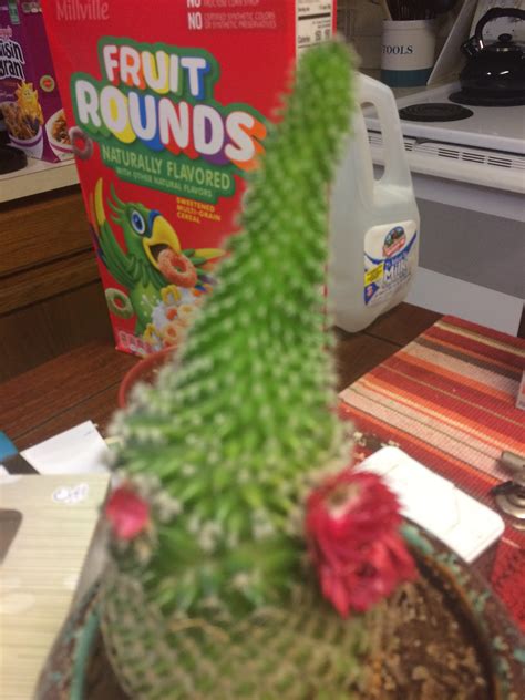 Guardians of the galaxy fans will recognize him as groot. anthony finfrock originally posted a picture of the groot saguaro on facebook. Home Depot decided to GLUE the flowers on the cactus, now ...