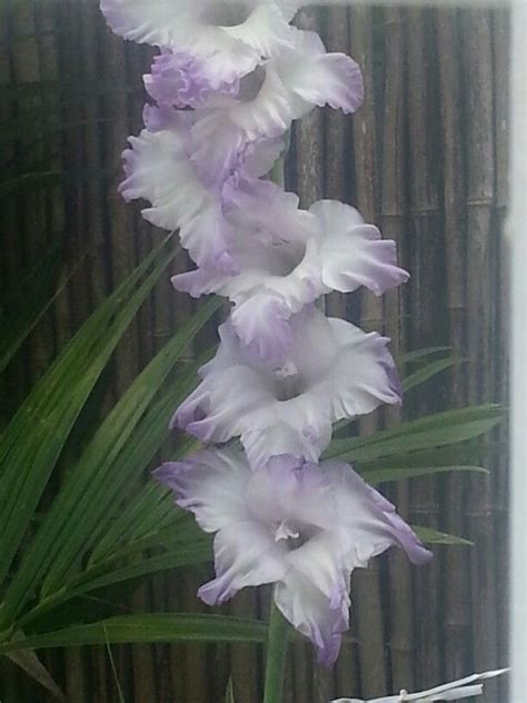 The maga is native to puerto rico and is grown in tropical climates as an ornamental plant, with pink or red flowers. Desde Cupey | Flowers, Plants, Puerto rico