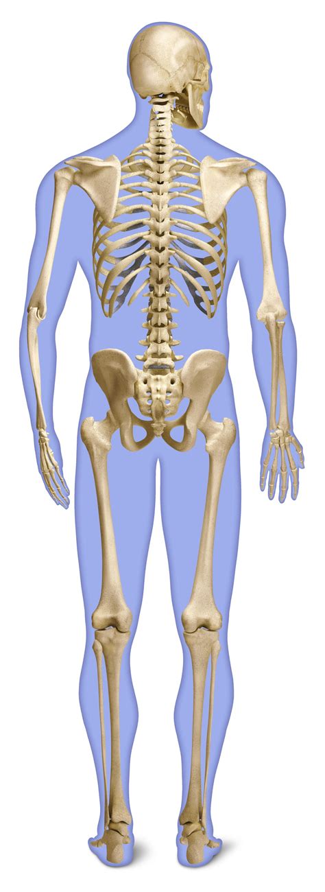 Learn what it is and how to understand the resul. Human Back Bones | Back of Human Skeleton | DK Find Out