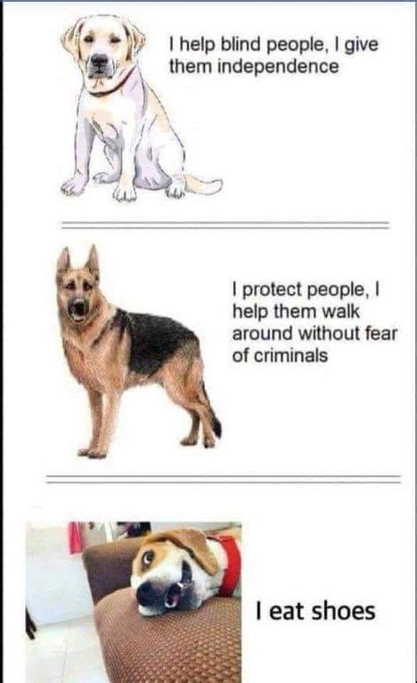 Funny meme animal images just like any other pet memes are the cutest and the most adorable among users. Everyone Has a Job | Funny animal memes, Cute animal memes ...
