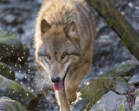 It publishes original research articles, reviews, communications, and short notes that offer substantial. Wolf walking in the water | Loups roux