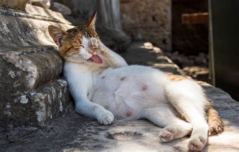 Wenn sie derzeit rollig ist und der kater auch nicht kastriert ist, kannst du dir praktisch sicher sein, dass sie sich gepaart haben, und dass sie nun tragend ist. Trächtigkeit bei Katzen - AGILA