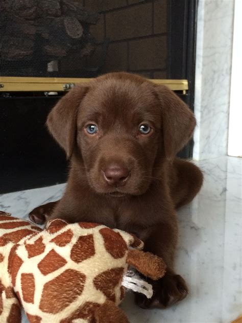 Like golden retrievers, they stand about two feet tall, but unlike goldens, they have short, wiry coats that both breeds have pretty wide ranges in price, although golden retriever puppies may be a little more. Chocolate Lab Puppy #luke | Lab puppies, Labrador puppy