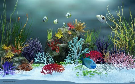 See more ideas about fish tank, aquarium backgrounds, diy aquarium. Pot peştii să trăiască într-un acvariu fără încălzitor de ...