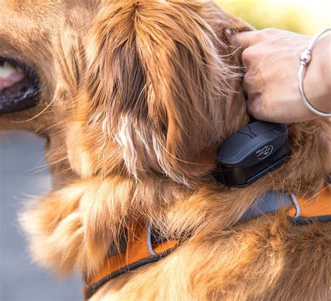 We did not find results for: 5 Best Shock Collars - Nov. 2017 - BestReviews