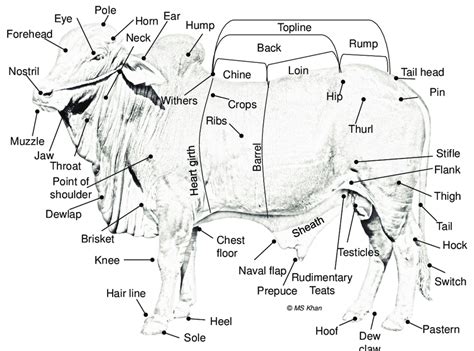 View, isolate, and learn human anatomy structures pick returns you to the default mode of picking parts and rotating your camera. 2. Body parts of Sahiwal bull | Download Scientific Diagram