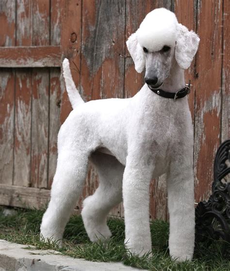 We did not find results for: Pin by Heartlife Holistic® on Standard Poodle | Dog ...