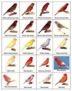 1000 Ideas About Canary Birds On Pinterest Zebra Finch Finches And