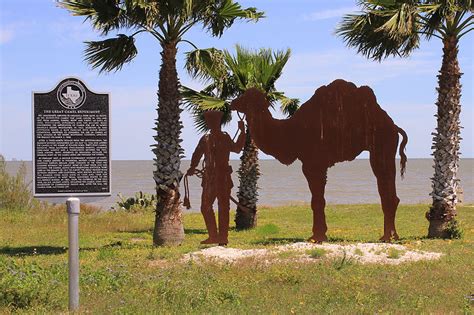 You signed in with another tab or window. Great Camel Experiment and the Role of the Texas Hill ...