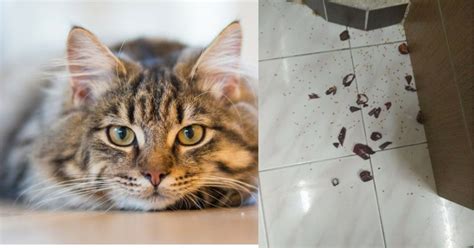 Seperti manusia, anak kucing perlu perlindungan. Guna Bahan 'Hangat' Ni Elakkan Kucing Kencing Di Tempat ...