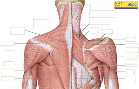 Muscles of the shoulder & scapula: neck/shoulders/upper back-muscle anatomy | art inspiration ...