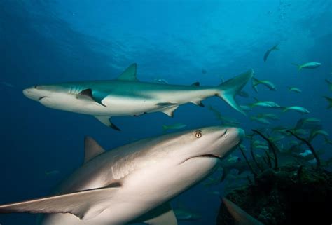 Sharks are amazing and powerful animals. Scuba Diving in Giant Hammerheads of Bimini, Bahamas ...