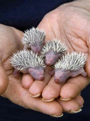 En a movie about a porcupine buying dress socks? Puerco espin bebé | Fotos de animales bebé, Erizos bebés ...