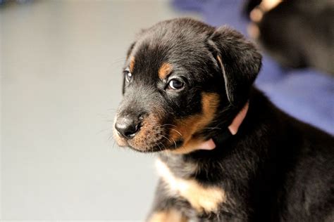 Sie ist vollahnig und hat sich nun zu einer erwachsenen wunderschönen hündin entwickelt. Beauceron-Welpen-6.Woche-E-Wurf-Nikolaus-Kugler_von-den ...