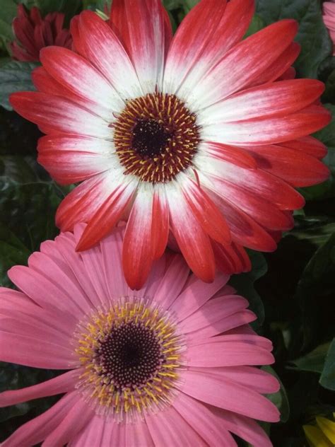 Hermosas flores de jardín campana. Gerbera, es un género de plantas ornamentales de la familia Asteraceae. Comprende unas 150 ...