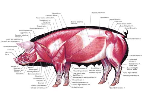 Bet you have no idea which one is a cow or which one is a cat! Pig Anatomy and Terminology - Mini Pig Info