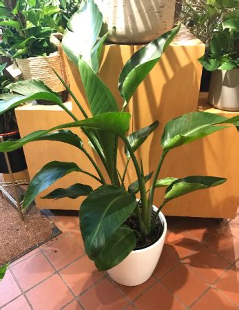 Need to send flowers to toronto from the other part of the world? 14" Bird of Paradise 14" Bird of Paradise in Toronto, ON ...