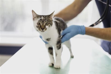 Save an extra 5% with autoship today! Cat Vaccines | Vintage Heights Veterinary Hospital