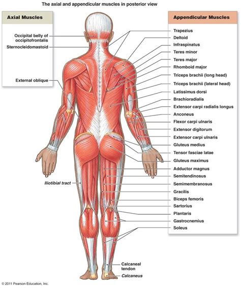 Includes anatomy of the femur quiz. Major Posterior Muscles | Anatomy | Human muscular system ...