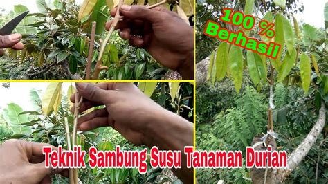 Perkara ini mungkin baru kepada kebanyakan orang. Teknik Sambung Susu Pada Tanaman Durian Agar Cepat Berbuah ...