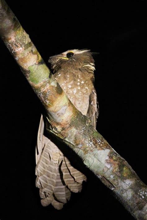 The least frequently recorded of the three species. Large Frogmouth - BirdForum Opus | BirdForum