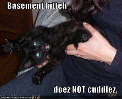 We find the funny cats that make you. Basement Cat | Know Your Meme