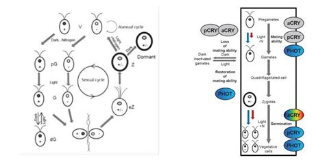 Check spelling or type a new query. Plantae | A plant cryptochrome controls key features of ...