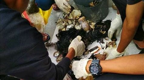 Paus sperma atau bahasa latinnya physeter macrocephalus tidak hanya terkenal kerana ambergris atau muntahannya saja. Heboh! Temuan Sampah Plastik dalam Perut Bangkai Paus ...