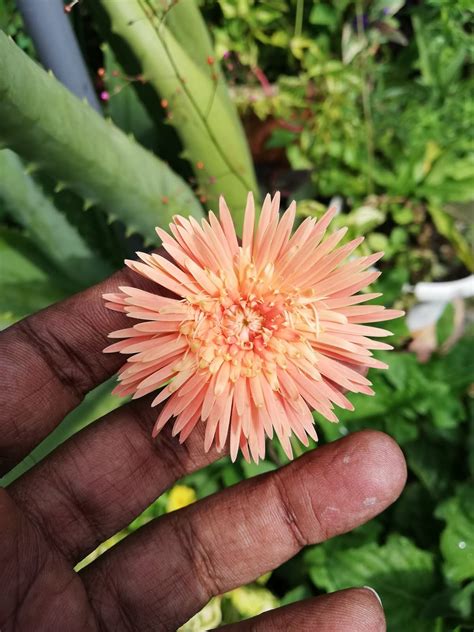 The flower is well available year round. Garden Chronicles : How to Cultivate & Care for Gerbera Daisy