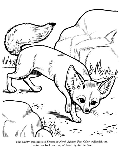 What does a fox look like in spring? Coloriage Fennec d'Afrique gratuit à imprimer - Afrocaneo ...