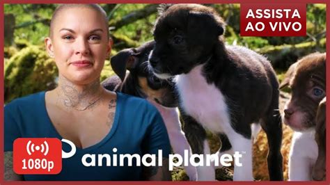 Animal planet hd is a 1080i high definition simulcast of animal planet that launched september 1, 2007. Discovery Channel Animal Planet - (LINK NA DESCRIÇÃO ...