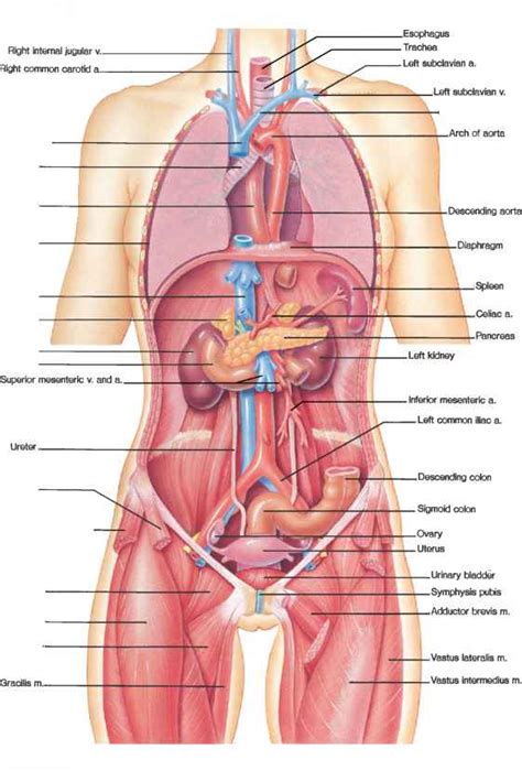 So the liver then starts to perform it's function by metabolising the. The Blood Vessel That Carries Blood From Gut To The Liver ...