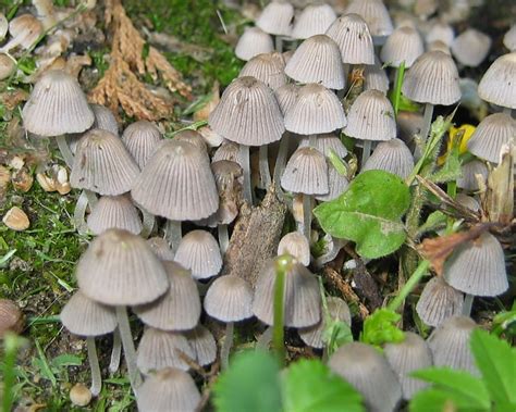 Hier erfahren sie, wie man den pilz selber im eigenen garten anbauen kann. Pilze Im Garten Bilder