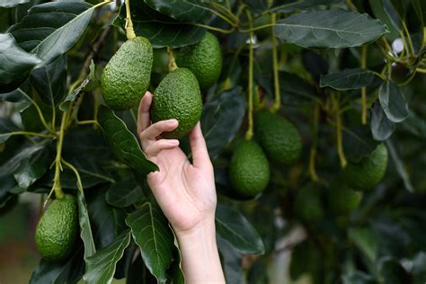 Grafted trees will produce fruit sooner and generally of better quality than seed grown types. Herrera-Estrella Leads Sequencing of Avocado Genome ...