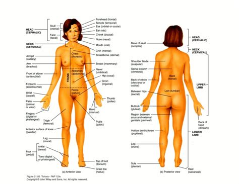 Human body woman posterior view. Woman Body Parts Name Picutrs / Female Anatomy Body Parts ...