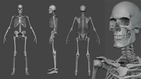 ArtStation - Male skeleton sculpt | Resources