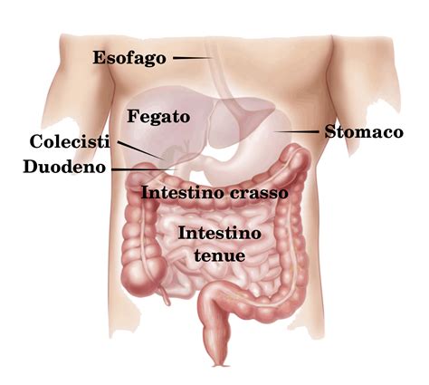 The colon is the largest portion of the large intestine, so many mentions of the large intestine and colon overlap in meaning whenever precision is not the focus. Colon - Wikipedia