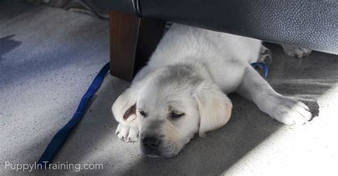 All the dog breeds have different price ranges. How Much Does A Labrador Retriever Puppy Cost? - Puppy In ...