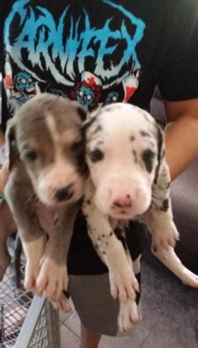 Use the search tool below and browse adoptable great danes! GREAT DANE PUPPIES for Sale in Fort Wayne, Indiana ...