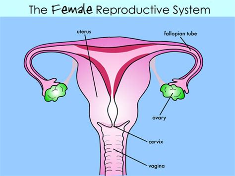 Female reproductive system consists of ovaries, fallopian tubes, uterus, vagina, mammary glands, and the male reproductive. According to a Shameful New Study, Half of All Men Don't ...