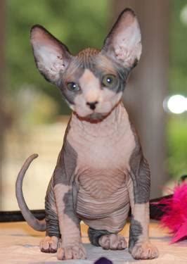 All available kitties for sale kitties for adoption retired breeding cats breeding cats. Sphynx Kittens Available for Sale in Sacramento ...