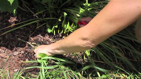 After daffodils bloom in the spring, allow the plants to grow until they die off. How to Cut Back Daffodils - YouTube