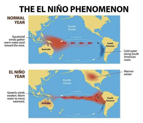 Fenomena tersebut mengakibatkan air hangat dari pasifik tengah mengalir ke arah timur menuju amerika utara dan selatan. Pengaruh El Nino Terhadap Pertanian Indonesia - Info ...