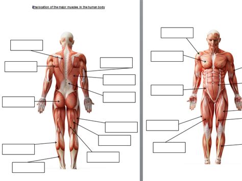 Major muscles of the body, with their common names and scientific (latin) names your job is to diagram and label the major muscle groups, for both the anterior (frontal) view and the posterior (rear) view anterior view. Muscle location worksheet | Teaching Resources