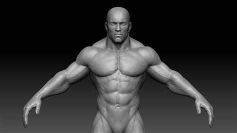 3d model muscular male body