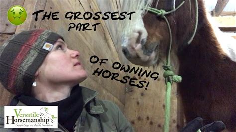 Maybe you would like to learn more about one of these? The Grossest Part Of Owning Horses... Sheath Cleaning ...