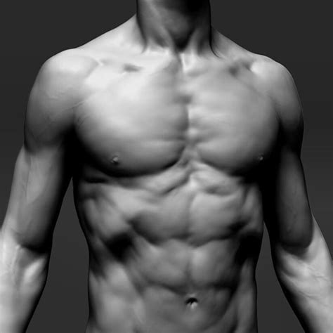 Welcome to my class on drawing the anatomy of the torso. ArtStation - anatomy study , Glauco Longhi