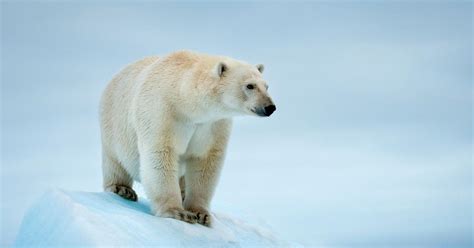 Il a ajouté une image d'ours polaire sur une image de plage. Les Ours Polaire Wikipedia - Pewter