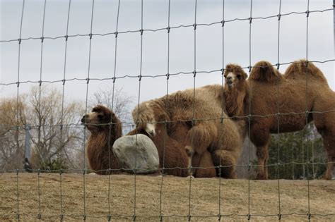 In moderate climates, basil loves to grow outdoors, where it would receive direct sunlight most of the day. Bactrian Camel - ZooChat